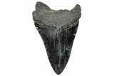Serrated, Fossil Megalodon Tooth - South Carolina #306286-1
